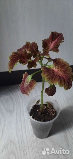 Комнатные цветы