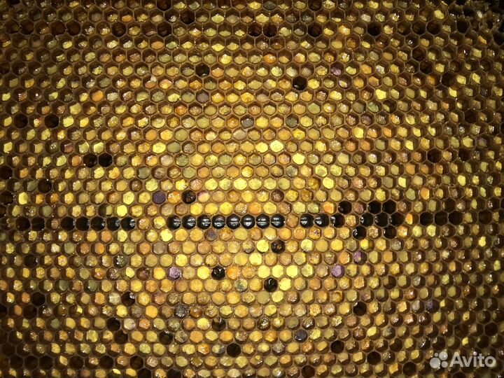 Мед с пергой