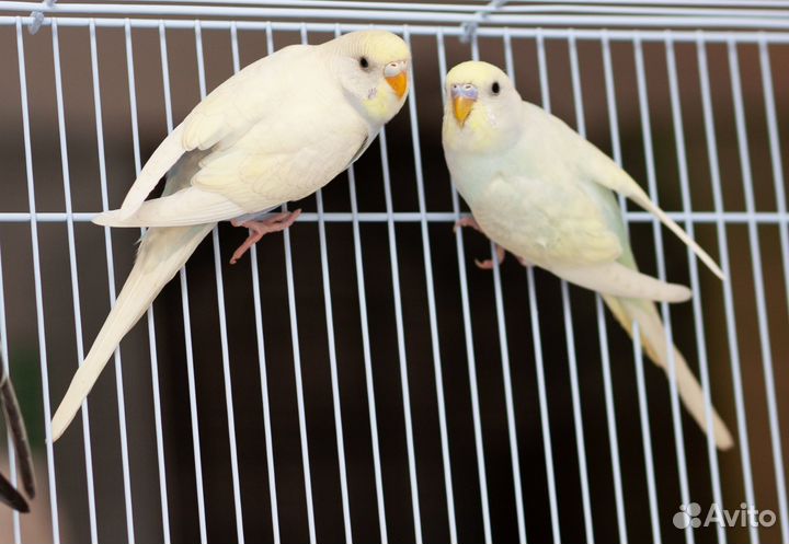 Волнистый попугай белые птенцы