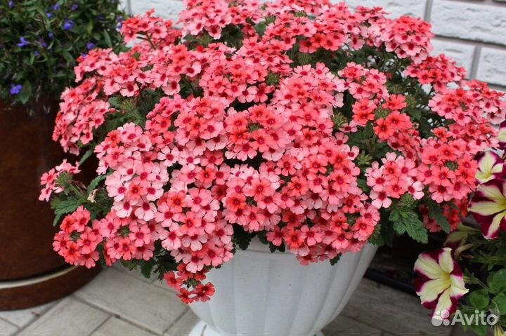 Вербена вегетативная