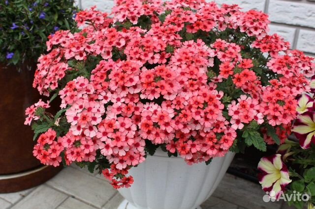 Вербена вегетативная