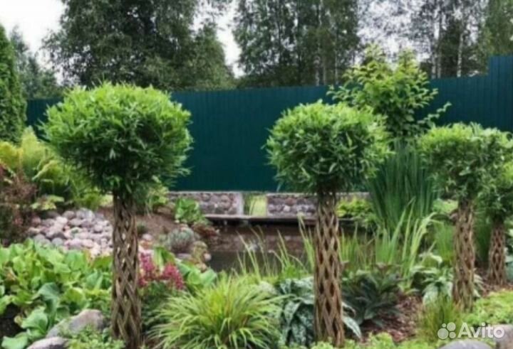 Плетённые Деревья, Русская пальма, ивы