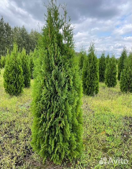 Туя западная Колумна