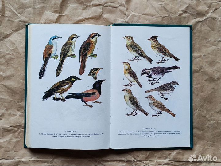 Птицы открытых и околоводных пространств СССР Беме