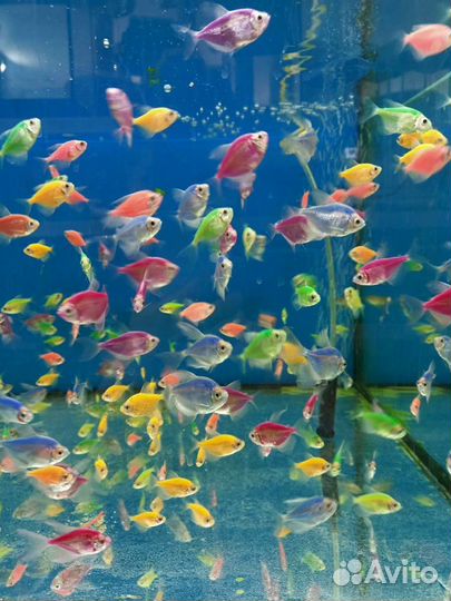 Рыбки тернеция