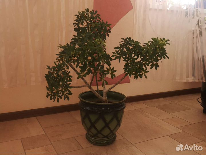 Комнатные растения