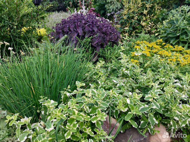 Монарда и эстрагон(тархун)