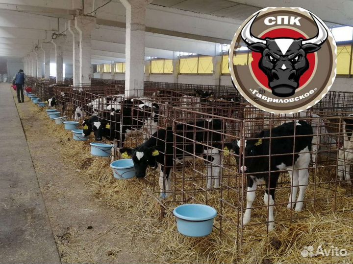 Липецкие Бычки молодняк