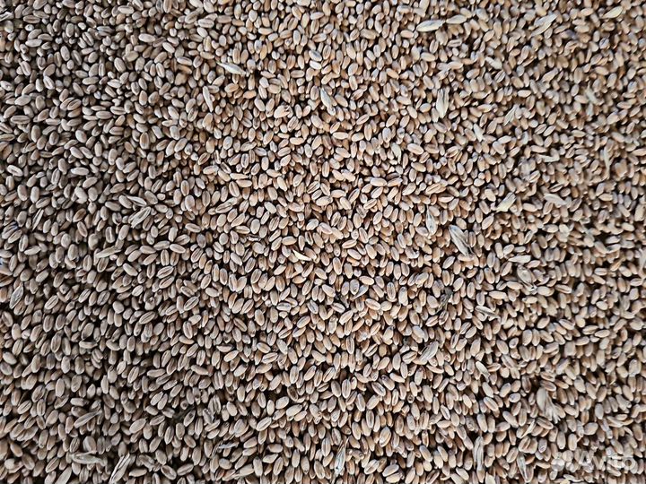 Семена Озимой Пшеницы эс