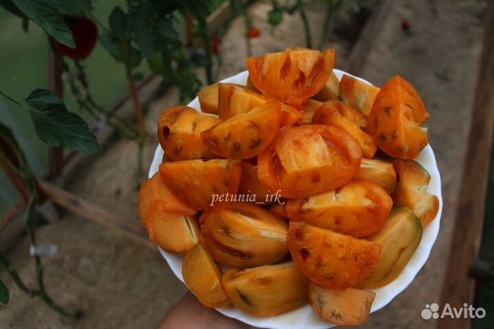 Семена томата JR13 Охровая груша