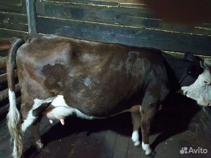Корова стельная дойная