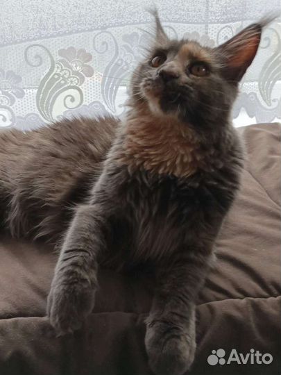 Котята мейн куна