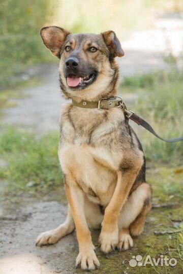 Собака - эффи