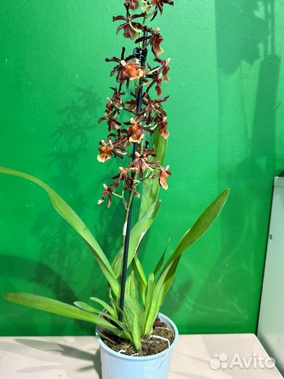 Орхидея камбрия