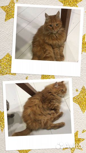 Классный котик в надёжные руки