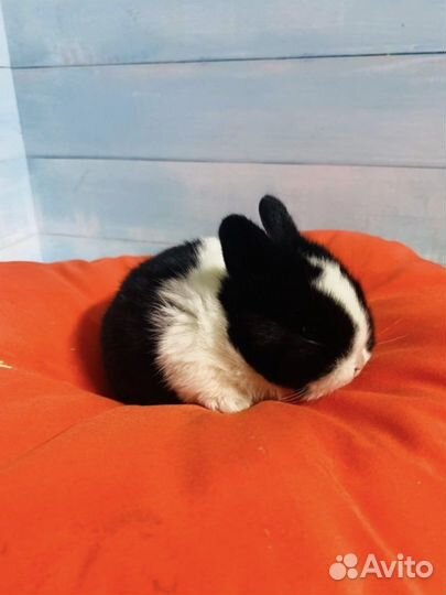 Голубоглазые мини крольчата