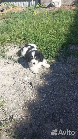 Собака в добрые руки отдам бесплатно