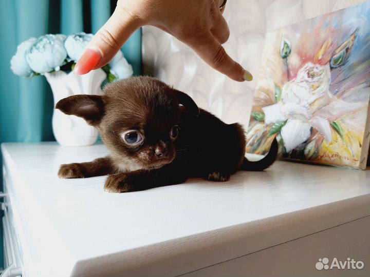 Девочка супер мини