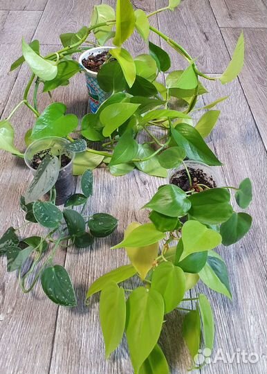 Сциндапсусы