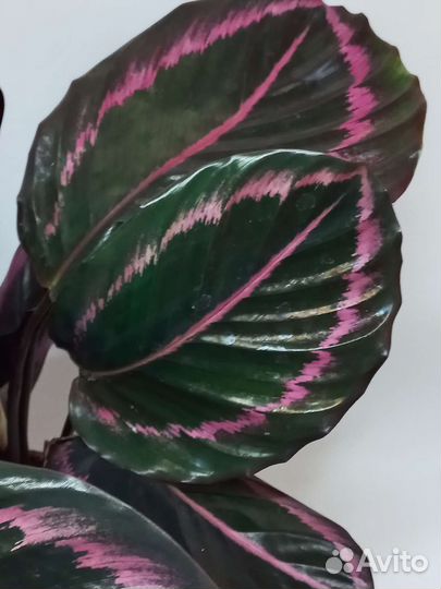 Калатея сюрприз стар