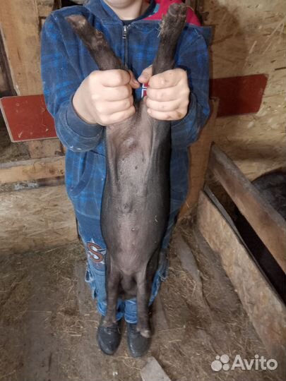 Вьетнамские вислобрюхие поросята