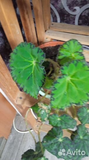 Комнатные растения