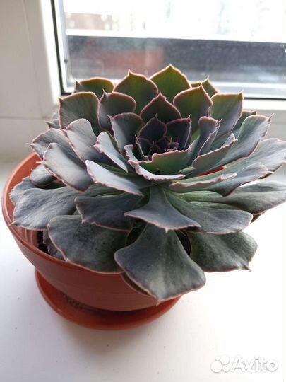 Каменная роза Эхеверия в горшочке