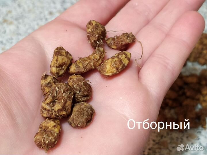 Чуфа. Земляной миндаль