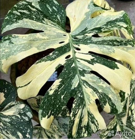 Монстера Тайское созвездие Клоны