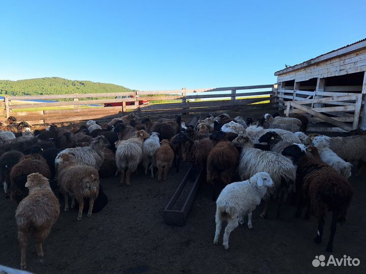 Быки бараны живым весом