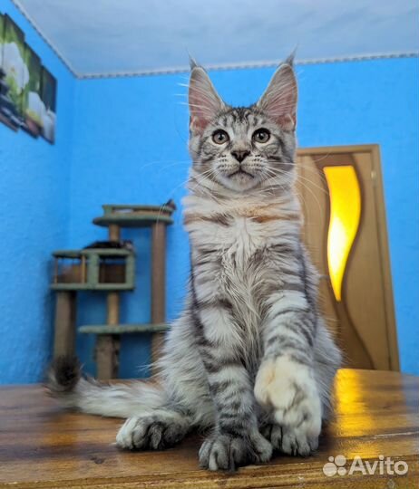 Котята мейн-кун полидакт