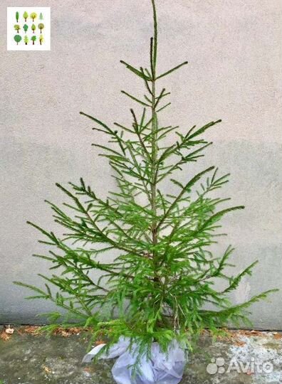 Крупномеры ель