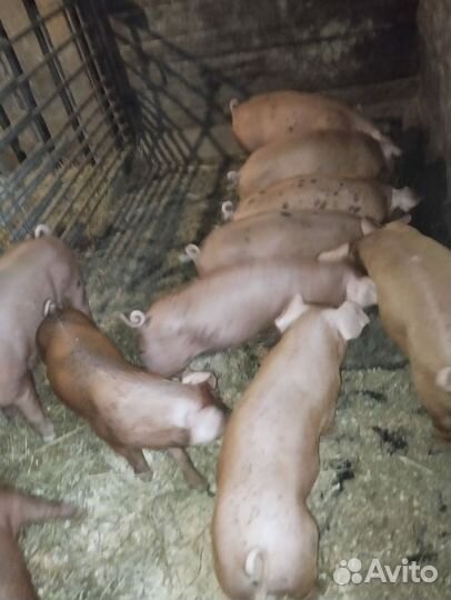 Поросята дюрок