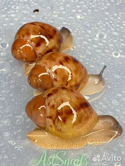 Улитки Ахатины и Архахатины