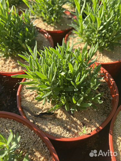 Лаванда узколистная