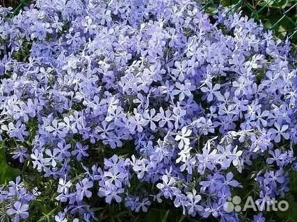 Гвоздика турецкая, Флокс майский, Вербейник