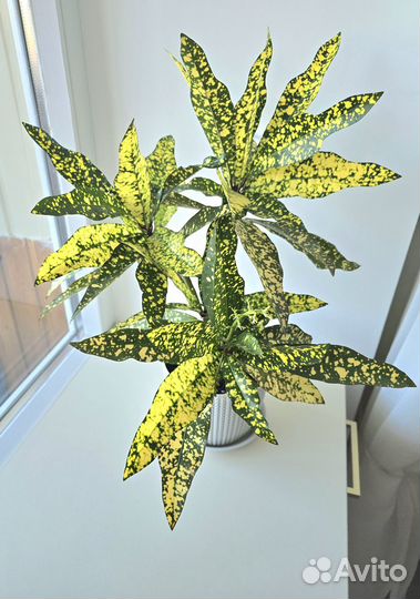 Кодиеум кротон