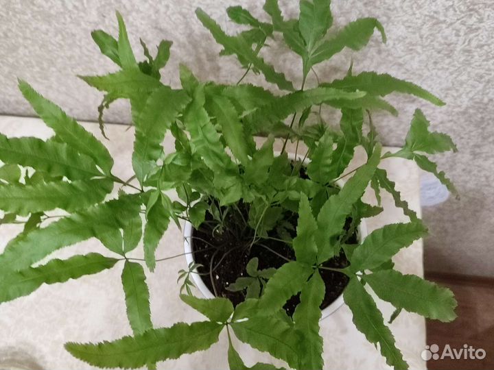 Птерис критский Майи