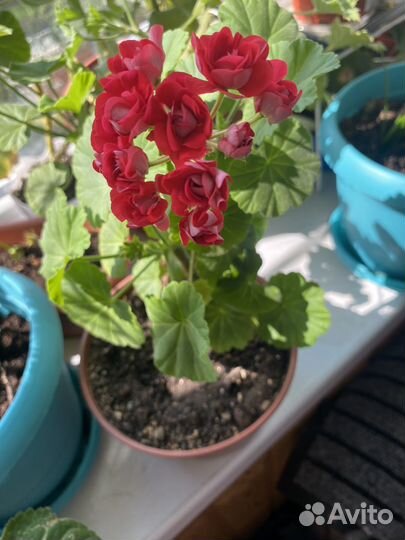 Пеларгония