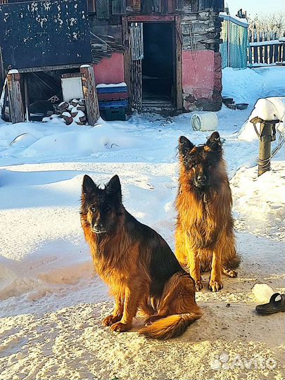 Щенки немецкой овчарки
