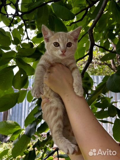 Котята