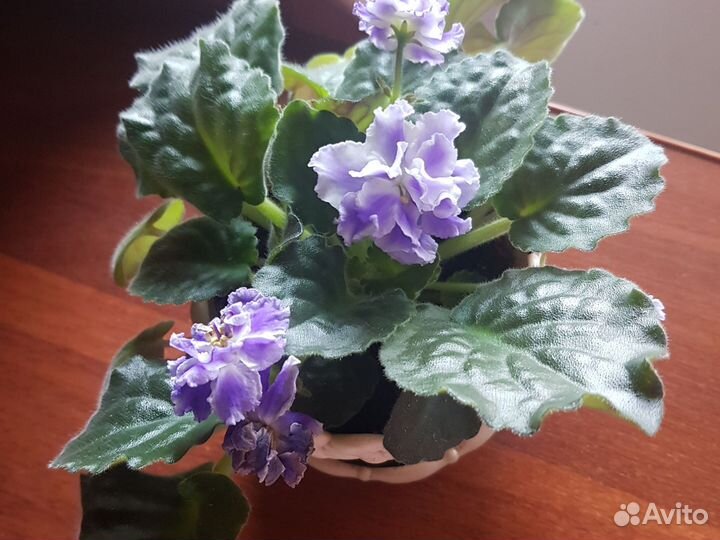 Продаю свои фиалки