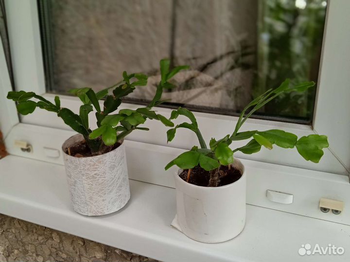 Декабрист. Доставлю