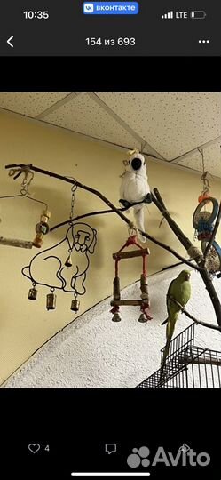 Ожереловый попугай