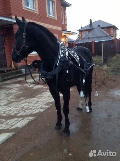 Упряжь Выездная с хомутом №3