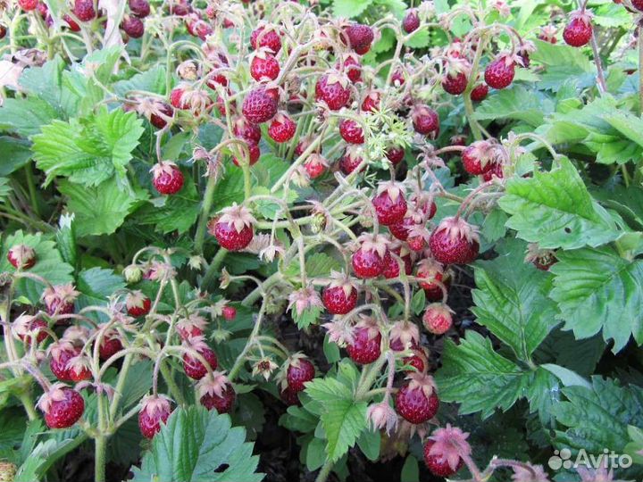 Продам кусты земклубники