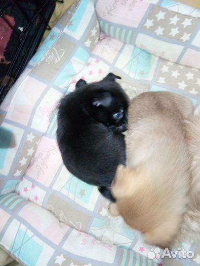 Мини чихуахуа длинник девочка