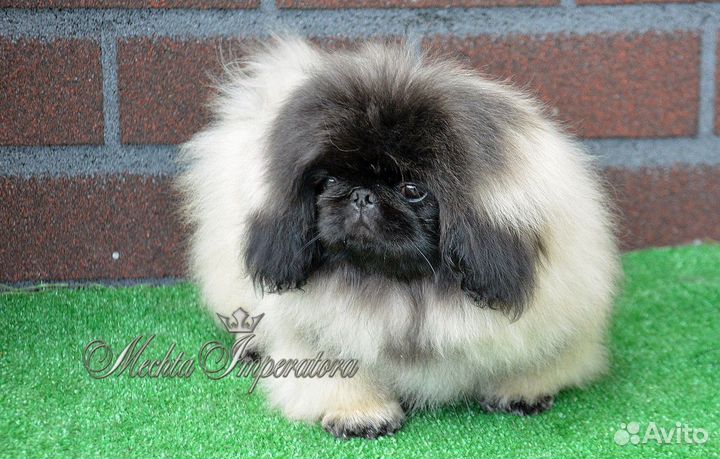 Девочка красавица