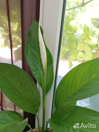 Спатифиллум