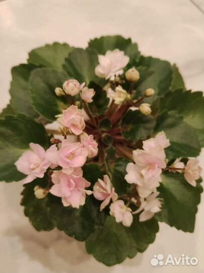 Фиалки цветущие